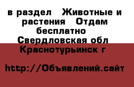  в раздел : Животные и растения » Отдам бесплатно . Свердловская обл.,Краснотурьинск г.